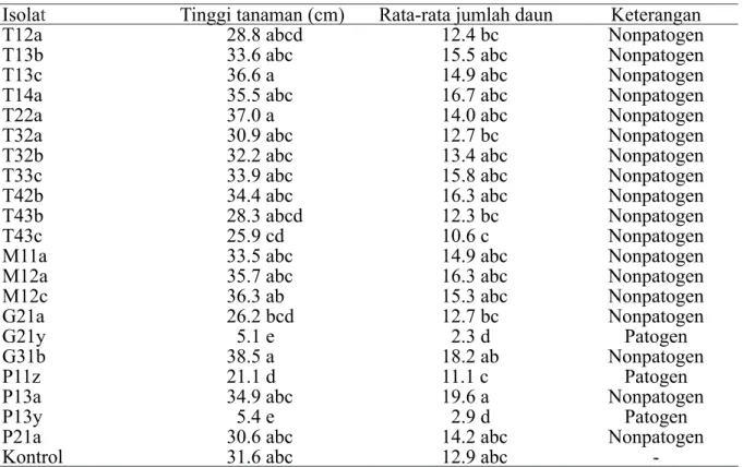 Tabel  1    Perlakuan  beberapa  isolat  Fusarium  spp. terhadap pertumbuhan tanaman selama  4 minggu