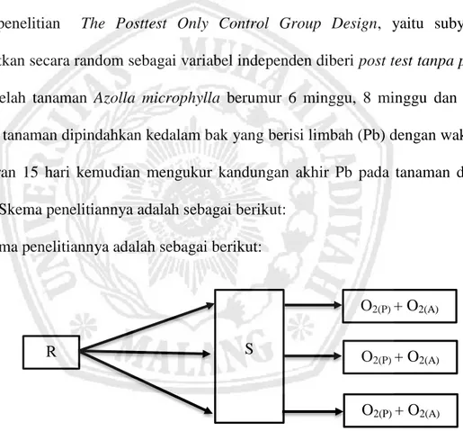 Gambar 3.1 Skema Rancangan Penelitian Umur Tanaman                    Azolla microphylla 