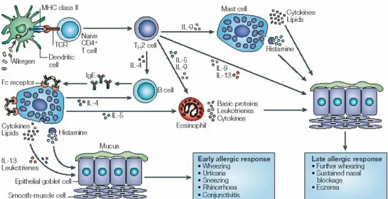 Gambar 1. Mekanisme Alergi (Endaryanto E., &amp; Harsono A., 2010).