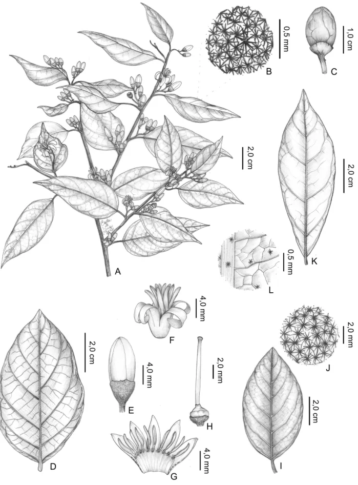 Figura 1. A–C.  Styrax acuminatus:  A-  ramo com flores; B- detalhe do indumento da folha, face abaxial; C- fruto maduro, vista lateral.