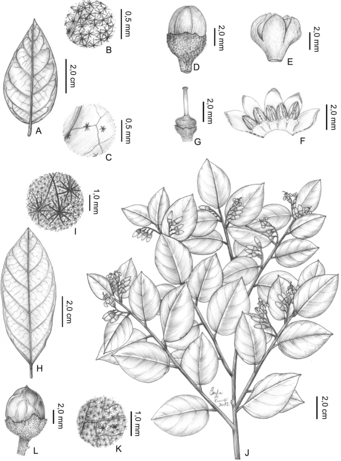Figura 4. A–C. Styrax griseus: A- folha, face abaxial; B- detalhe do indumento da folha, face abaxial; C- detalhe do indumento da folha, face adaxial