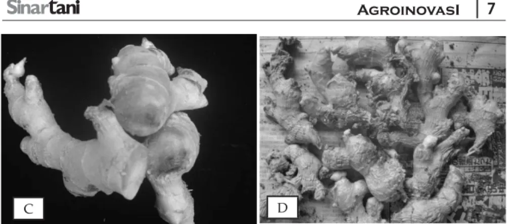 Gambar 1. Gejala penyakit busuk rimpang jahe yang disebabkan oleh jamur Fusarium oxysporum f.sp