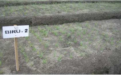 Tabel  3.  Intensitas  penyakit  moler   pada  6 kultivar  bawang merah yang  ditanam   di lahan pasir                  Bantul dan lahan sawah Nganjuk pada musim hujan dan kemarau 