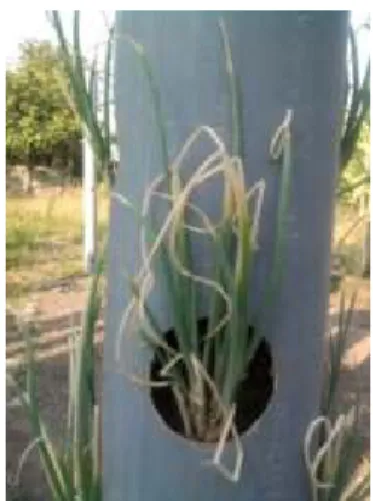 Gambar 7. Gejala defisiensi unsur hara pada tanaman bawang merah  Penyakit yang Ditemukan pada Budidaya 