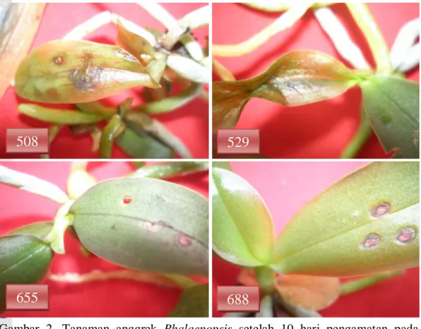 Gambar 2. Tanaman anggrek Phalaenopsis  setelah 10 hari pengamatan pada  setiap popupasi 
