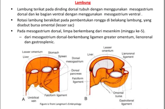 Figure is from Langman’s Embryology