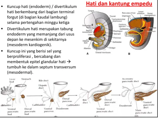 Figure is from Langman’s Embryology