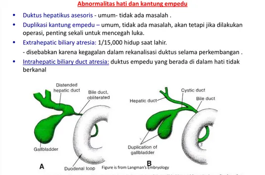 Figure is from Langman’s Embryology