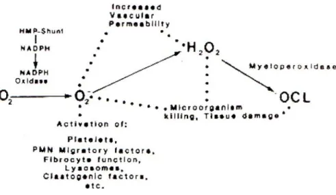Gambar  7.  Terbentuknya reactive oxygen species selama inflamasi. 