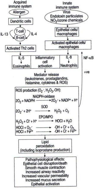 Gambar 10.  Mekanisme peroksidasi lipid pada asma. Gambar didapat dari  Wood  LG, Gibson PG, Garg ML
