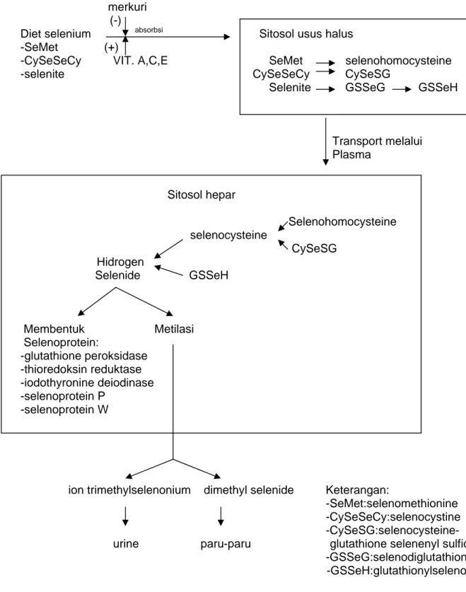 Gambar 2. Metabolisme Selenium 