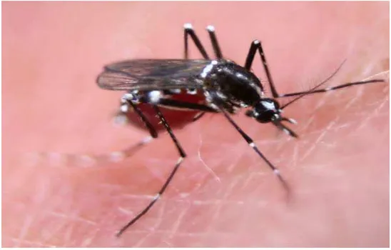 Gambar 1. Nyamuk Aedes aegypti