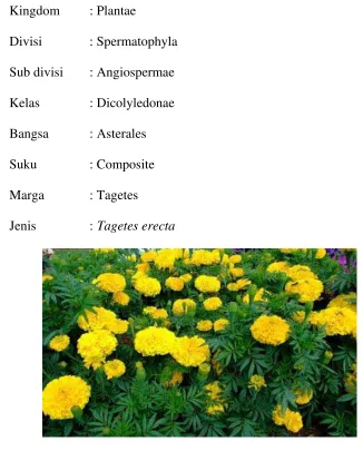 Gambar 4. Bunga kenikir (Tagetes erecta L) 