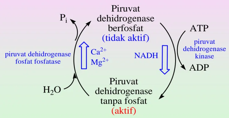 Gambar 32. Pengaturan piruvat dehidrogenase