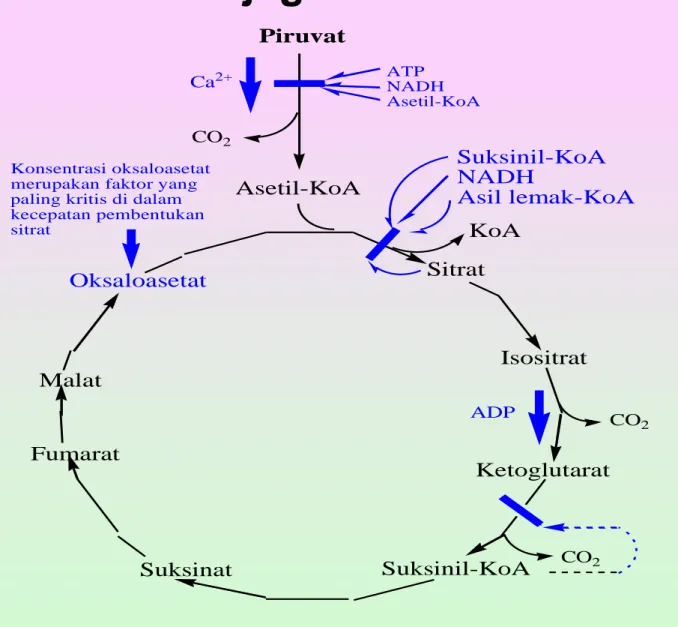 Gambar 33. Pengaturan siklus asam sitrat