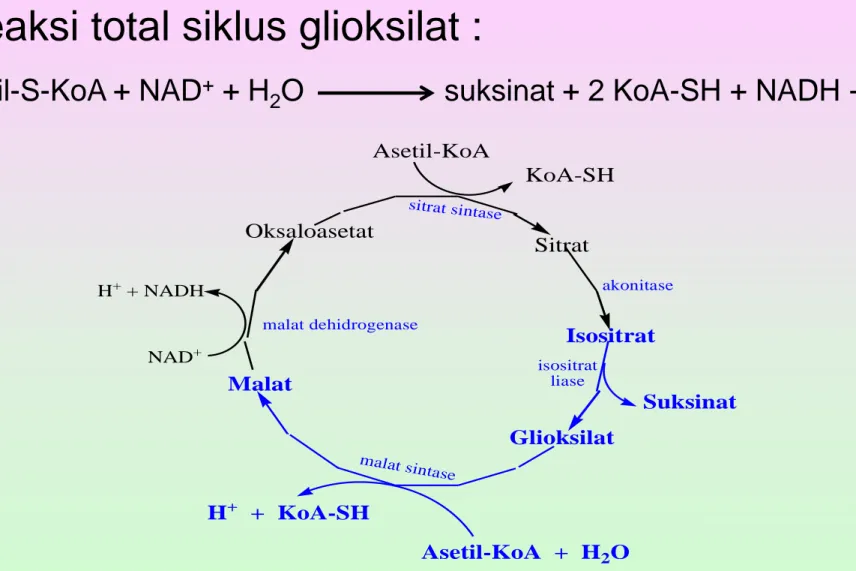 Gambar 34. Siklus Glioksilat