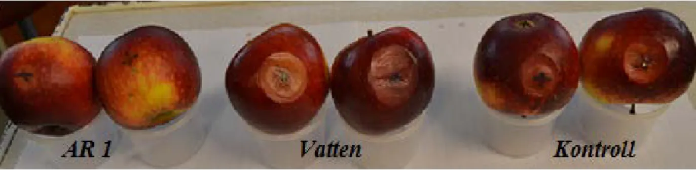 Fig. 3. Grönmögelinokulerade frukter av Ingrid Marie. AR1: frukt som sprayats med AR 1, Vatten: 