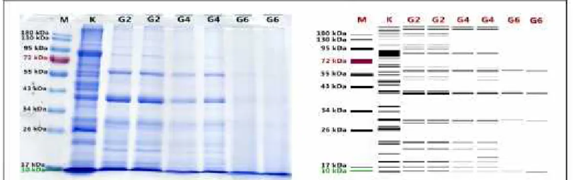 Gambar 1. SDS-PAGE gel 1 dan Visualisasi pita protein sampel ulat sagu yang digoreng Keterangan gambar: