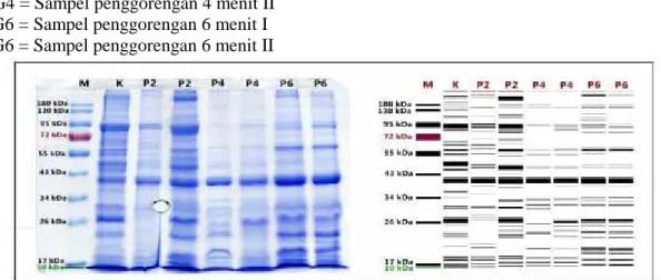 Gambar 2. SDS-PAGE gel 2 dan Visualisasi pita protein sampel ulat sagu yang dipanggang Keterangan gambar: