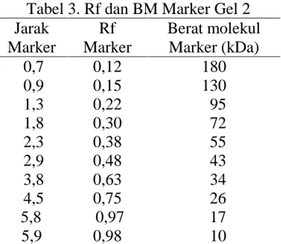 Tabel 3. Rf dan BM Marker Gel 2 Jarak Marker Rf Marker Berat molekulMarker (kDa) 0,7 0,12 180 0,9 0,15 130 1,3 0,22 95 1,8 0,30 72 2,3 0,38 55 2,9 0,48 43 3,8 0,63 34 4,5 0,75 26 5,8 0,97 17 5,9 0,98 10