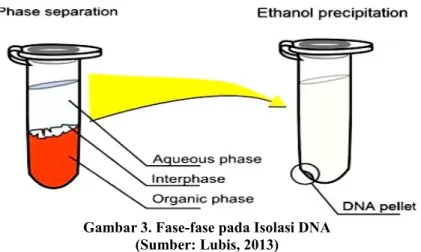 Gambar 3. Fase-fase pada Isolasi DNA (Sumber: Lubis, 2013)