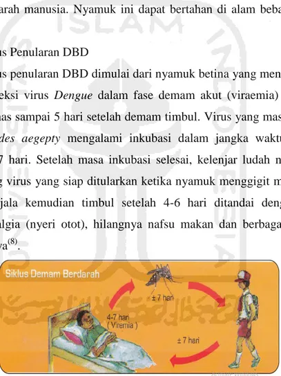 Gambar 2.3. Siklus Penularan Penyakit DBD   sumber: Kemenkes RI Dirjen PP dan PL (2011)  2.1.1.7