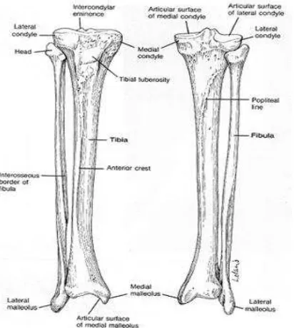 Gambar 2.1 Anatomi Cruris Tibia dan Fibula 