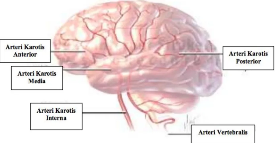 Gambar 2.2. Aliran darah arteri yang menuju otak (dikutip dari: Harsono, 2003) 