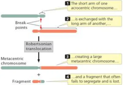 Gambar 2. Mekanisme Translokasi Robertsonian  2.6. Manifestasi Klinis 