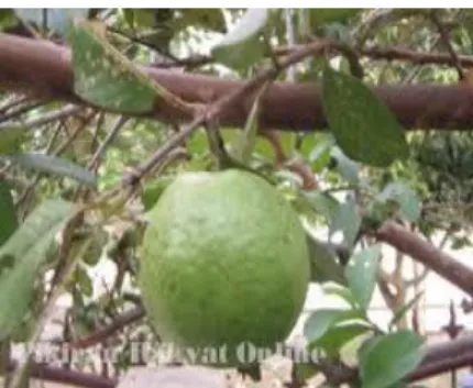 Gambar 1. Batang jambu biji  Gambar 2. Cabang jambu biji
