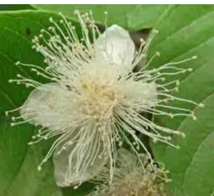 Gambar 4. Bunga jambu biji 