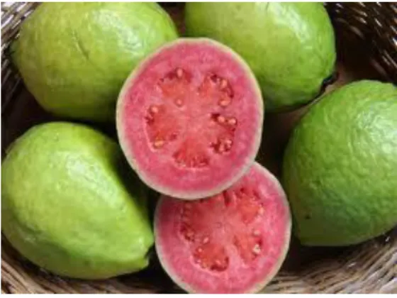 Gambar 5. Buah Jambu biji 