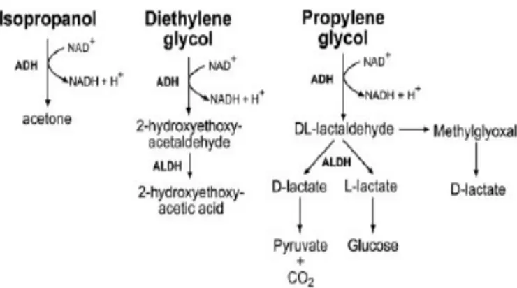 Gambar 2. Metabolic pathway dari isopropanol, dietilen glikol dan propilen glikol  