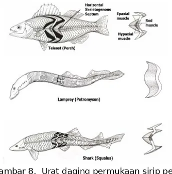 Gambar 8.  Urat daging permukaan sirip perut  ikan tulang sejati dan tulang rawan