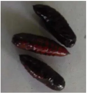 Gambar 3. Pupa Spodoptera litura 