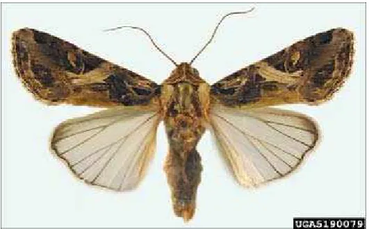 Gambar 4. Ngengat Spodoptera litura 