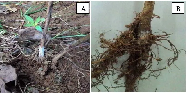 Gambar 2. (A) Gejala serangan S.rolfsii  (B) Miselium pada pangkal    batang tanaman 