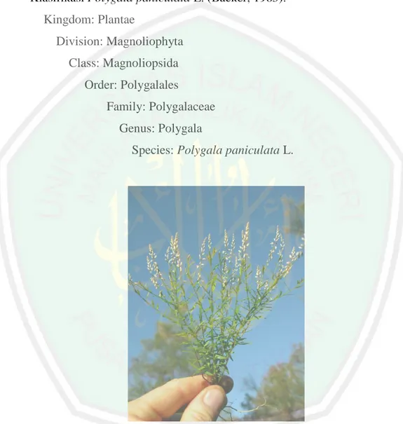 Gambar 2.1 Tanaman Balsam (Polygala paniculata L.) (Rose, 2014)  Tanaman  Balsam  merupakan  terna  semusim