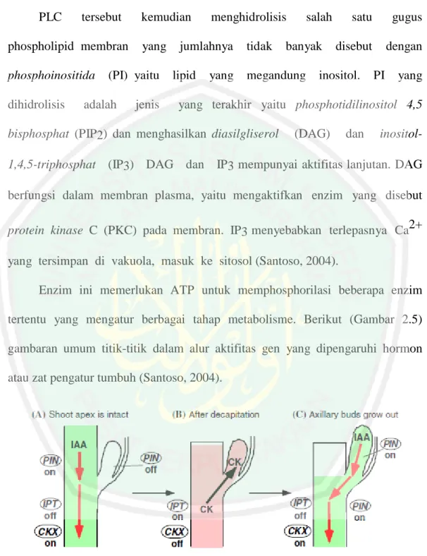 Gambar  2.5 . Interaksi anatara Auksin dan Sitokinin (Sato, 2009)  Pada tanaman  yang lengkap, auksin mengalir menuju basipetal dari tunas  apikal  yang  menekan  ekspresi    PsIPT  (gen  pola  ekspresi  sitokinin)  dan  mempertahankan  ekspresi  PsPIN1  (