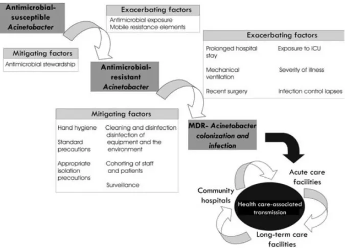 Gambar 6. Faktor-faktor yang berperan dalam keberadaan dan transmisi MDR Acinetobacter 15
