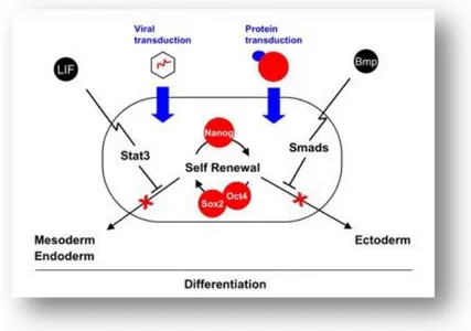 Gambar  2.  Proses  retroviral  transduction  faktor  intrinsik  (faktor  yamanaka)  yang  dapat  menginduksi  pluripotency  dan  self  renewal  pada  sel  somatik  dewasa  (Edenhofer, 2009) 