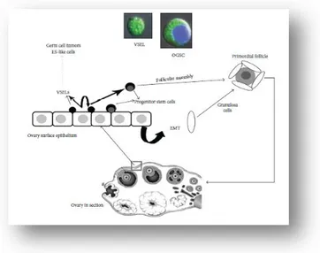 Gambar 3. Model yang direncanakan untuk oogenesis postnatal pada ovarium  mammalia (Parte et al., 2011) 