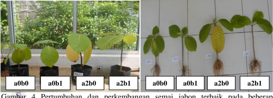 Gambar  4  Pertumbuhan  dan  perkembangan  semai  jabon  terbaik  pada  beberapa  perlakuan penambahan sub soil dan arang tempurung kelapa 