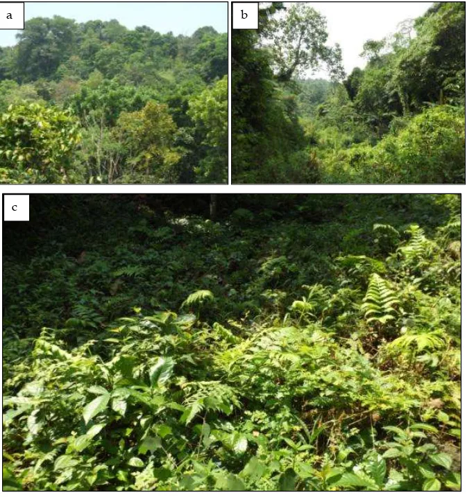 Gambar VI.9.   a) Tajuk hutan Gunung Aseupan, b) Daerah lembah yang menjadi  aliran  air  dari  Gunung  Aseupan,  dan  c)  Kondisi  lantai  hutan  Gunung Aseupan