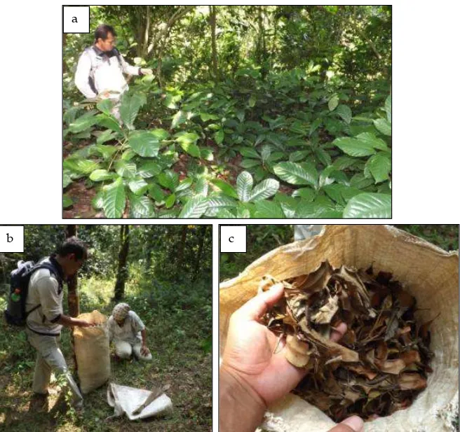 Gambar VI.6.   a)  Anakan  kopi  pada  lantai  hutan,  b)  Kegiatan  pengumpulan  daun cengkeh, dan c) Daun cengkeh yang dikumpulkan