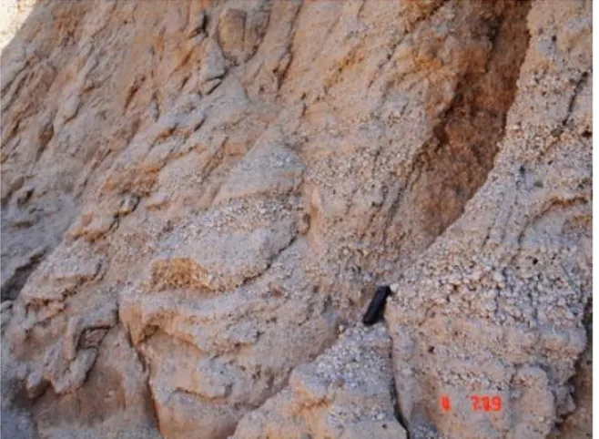 Şekil 3: Pomza örneklerinde volkanik cam  içerisinde Biyotit(kahve) ve Feldispat(gri)  mineralleri ( Biotite(brown) and Feldspar(gray) minerals in the 