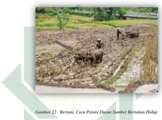 Gambar 22 . Bertani, Cara Petani Dusun Sumber Bertahan Hidup 
