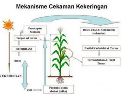 Gambar 1. Proses pengaruh cekaman air terhadap pertumbuhan tanaman. 