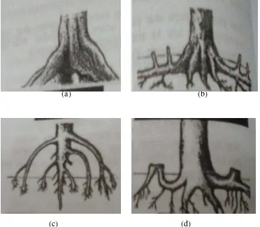 Gambar 2.Bentuk Spesifikasi Akar Pada Mangrove (Kusmana, dkk., 2005)(a) 