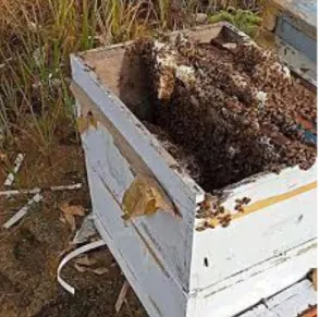 Gambar 4.2.1  Cluster Peternakan Lebah 